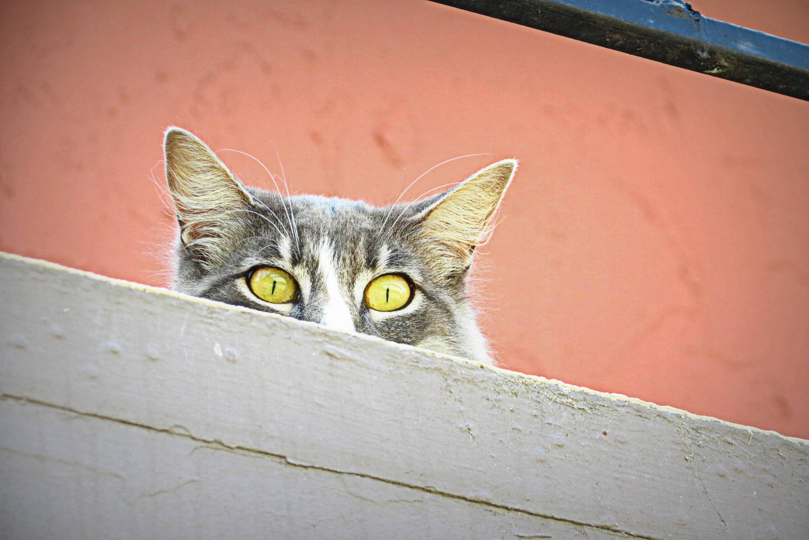 (25) curiosity kills me