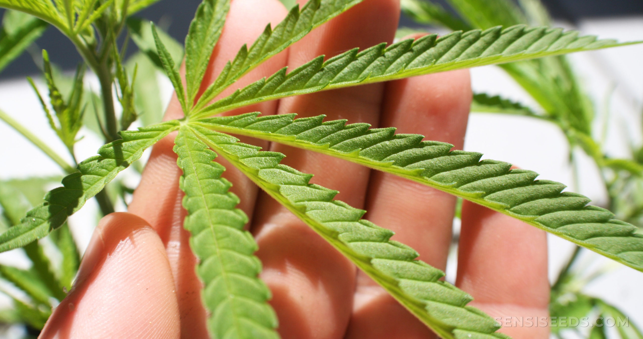 17) the grass might be greener